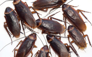 Zoo Will Name Cockroach After Your Ex